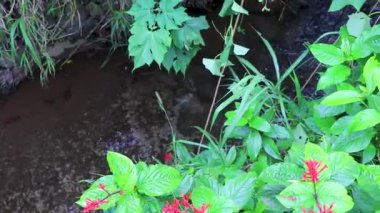 Orta Amerika 'daki Para Heredia Kosta Rika' da su ve taşlarla dolu orman ormanlarında akan tropikal nehir akıntısı.