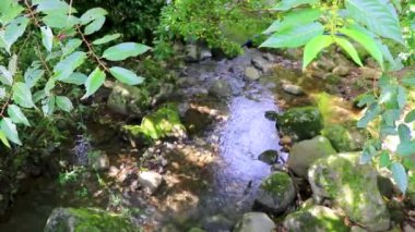 Orta Amerika 'daki Para Heredia Kosta Rika' da su ve taşlarla dolu orman ormanlarında akan tropikal nehir akıntısı.