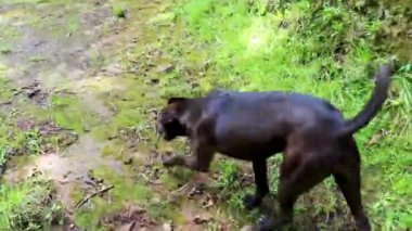Orta Amerika 'daki Para Heredia Kosta Rika' daki tropikal ormanlarda muhteşem siyah köpeği takip ediyoruz..