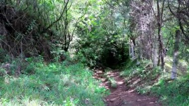 Orta Amerika 'daki Para Heredia Kosta Rika' daki dağlarda orman yolu yürüyüş yolu ve güzel tropikal orman bitkileri ve ağaçlarıyla büyülü bir orman..