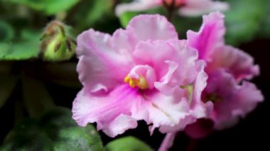 Orta Amerika 'daki Para Heredia Kosta Rika' nın pencere eşiğinde küçük pembe tropikal çiçekler..