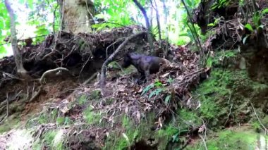 Orta Amerika 'daki Para Heredia Kosta Rika' daki tropikal ormanlarda güzel siyah köpek bana doğru koşuyor..
