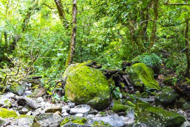 Orta Amerika 'daki Para Heredia Kosta Rika' da su ve taşlarla ormandaki kuru tropikal nehir akıntısı.