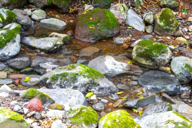 Orta Amerika 'daki Para Heredia Kosta Rika' da su ve taşlarla dolu orman ormanlarında akan tropikal nehir akıntısı.