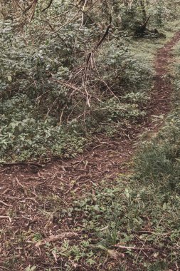 Orta Amerika 'daki Para Heredia Kosta Rika' daki dağlarda orman yolu yürüyüş yolu ve güzel tropikal orman bitkileri ve ağaçlarıyla büyülü bir orman..