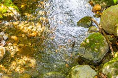 Orta Amerika 'daki Para Heredia Kosta Rika' da su ve taşlarla dolu orman ormanlarında akan tropikal nehir akıntısı.