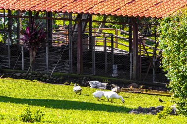 Orta Amerika 'daki Para Heredia Kosta Rika' daki çiftlikteki beyaz kazlar.