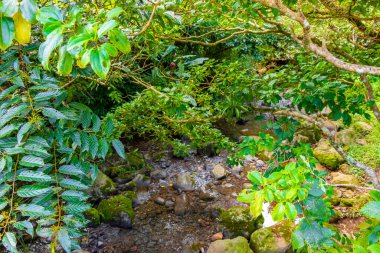 Orta Amerika 'daki Para Heredia Kosta Rika' da su ve taşlarla dolu orman ormanlarında akan tropikal nehir akıntısı.