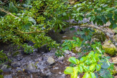 Orta Amerika 'daki Para Heredia Kosta Rika' da su ve taşlarla dolu orman ormanlarında akan tropikal nehir akıntısı.