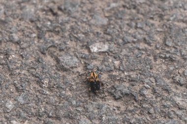 yellow orange insect cicada beetle on the ground in Para Heredia Costa Rica in Central America. clipart