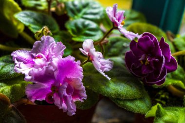 Orta Amerika 'daki Para Heredia Kosta Rika' nın pencere eşiğinde küçük pembe tropikal çiçekler..