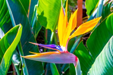 Cennet Kuşu çiçeği Strelitzia Reginae Orta Amerika 'daki Para Heredia Kosta Rika' da çiçek yetiştirir..
