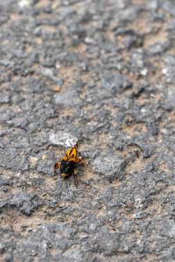 Orta Amerika 'daki Para Heredia Kosta Rika' da yerde yatan sarı turuncu böcek..