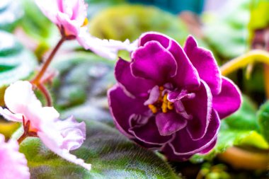 Orta Amerika 'daki Para Heredia Kosta Rika' nın pencere eşiğinde küçük pembe tropikal çiçekler..