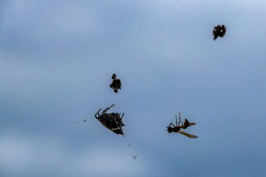 Orta Amerika 'daki Para Heredia Kosta Rika' da avlanan sarı düz ağlı tropikal örümcek..