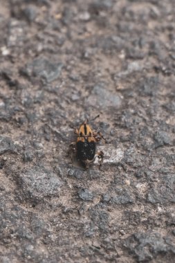 Orta Amerika 'daki Para Heredia Kosta Rika' da yerde yatan sarı turuncu böcek..