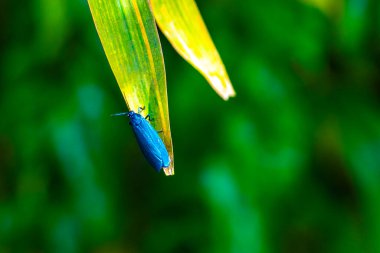 Orta Amerika 'daki Para Heredia Kosta Rika' da bitki yaprağındaki mavi böcek..