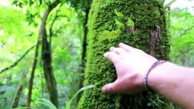 Orta Amerika 'daki Para Heredia Kosta Rika' da köpek koşarken ormandaki ağaç kabuğuna yeşil yosun ve liken dokunmak.