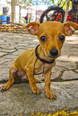 Süper sevimli bebek köpek Playa del Carmen Quintana Roo Mexico 'da yol kenarında oturuyor..