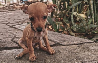 Süper sevimli bebek köpek Playa del Carmen Quintana Roo Mexico 'da yol kenarında oturuyor..