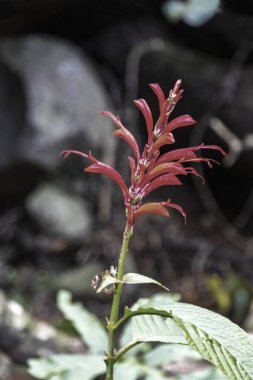 Orta Amerika 'daki Para Heredia Kosta Rika' da tropikal doğada güzel kırmızı çiçekler ve çiçekler.