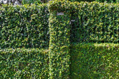 Fence and wall completely green fully grown with hedge plants in Para Heredia Costa Rica in Central America. clipart