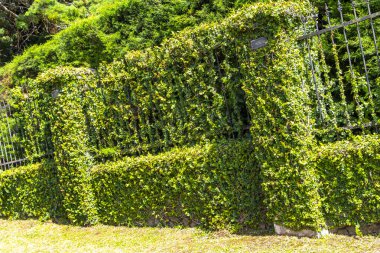 Orta Amerika 'daki Para Heredia Kosta Rika' da çit ve duvar tamamen yeşil..