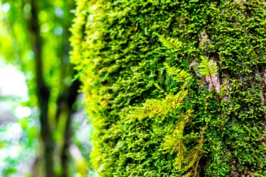 Orta Amerika 'daki Para Heredia Kosta Rika' da ağaç kabuğunda yeşil yosun ve liken..