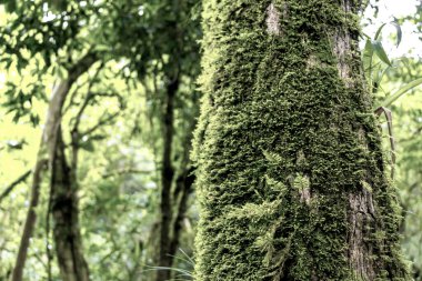 Orta Amerika 'daki Para Heredia Kosta Rika' da ağaç kabuğunda yeşil yosun ve liken..