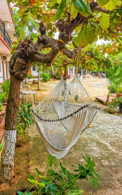 Zicatela Puerto Escondido Oaxaca Meksika 'daki tropik cennet manzarasında bir otel ve ev..