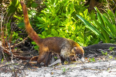 Koati koatileri, Playa del Carmen Quintana Roo Meksika 'daki tropikal ormanlarda yiyecek arıyor..