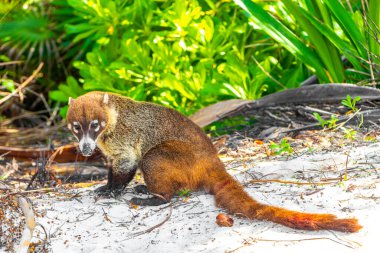 Koati koatileri, Playa del Carmen Quintana Roo Meksika 'daki tropikal ormanlarda yiyecek arıyor..