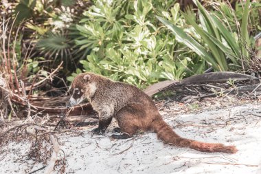 Koati koatileri, Playa del Carmen Quintana Roo Meksika 'daki tropikal ormanlarda yiyecek arıyor..