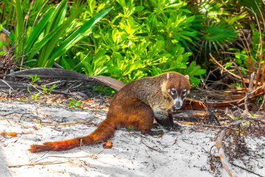 Koati koatileri, Playa del Carmen Quintana Roo Meksika 'daki tropikal ormanlarda yiyecek arıyor..