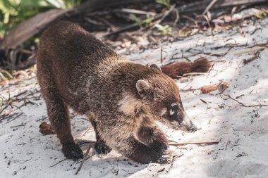 Koati koatileri, Playa del Carmen Quintana Roo Meksika 'daki tropikal ormanlarda yiyecek arıyor..