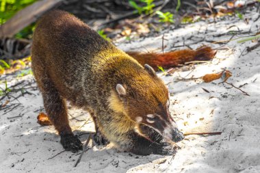 Koati koatileri, Playa del Carmen Quintana Roo Meksika 'daki tropikal ormanlarda yiyecek arıyor..