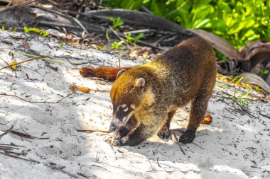 Koati koatileri, Playa del Carmen Quintana Roo Meksika 'daki tropikal ormanlarda yiyecek arıyor..