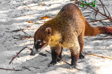 Koati koatileri, Playa del Carmen Quintana Roo Meksika 'daki tropikal ormanlarda yiyecek arıyor..