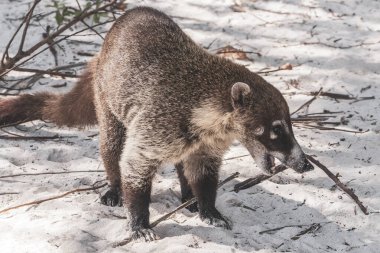 Koati koatileri, Playa del Carmen Quintana Roo Meksika 'daki tropikal ormanlarda yiyecek arıyor..