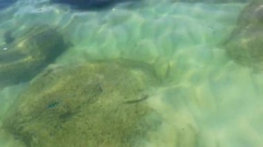 Güneydoğu Asya 'daki Surat Thani Tayland' daki Koh Samui adasında turkuaz mavi su ve tropikal doğa gümüş plajında tropikal balıklar.