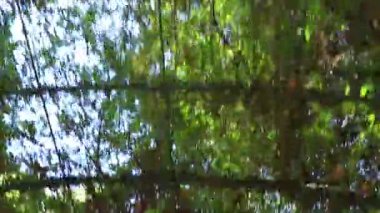 Atina Attica Yunanistan 'ında aşırı gelişmiş pergula altında yürümek.