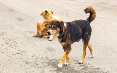 Playa del Carmen Quintana Roo Meksika 'da sokakta koşuşturan bir köpek..