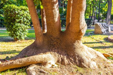 Şehir parkındaki dev yaşlı ağaçlar Atina Attica Yunanistan 'da yol ve doğa ile ulusal bahçeler.