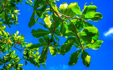 Playa del Carmen Quintana Roo Meksika 'da mavi gökyüzü olan tropik ağaç çiçekleri.