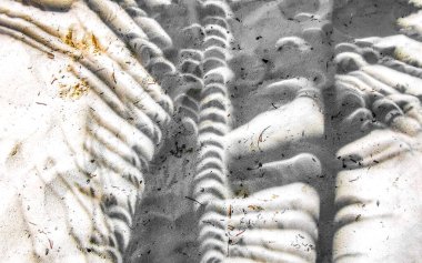 Playa del Carmen Quintana Roo Meksika 'daki kumsalda ay benzeri palmiye yaprakları..