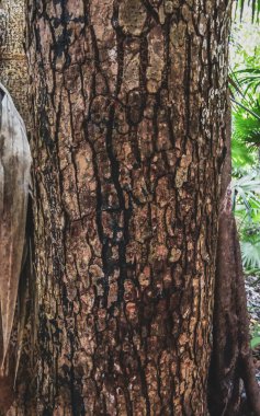 Playa del Carmen Quintana Roo Meksika 'daki tropikal ormanda tehlikeli Çeçen ağacı.