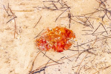 Playa del Carmen Quintana Roo Meksika 'da kumsalda uzanan domates..