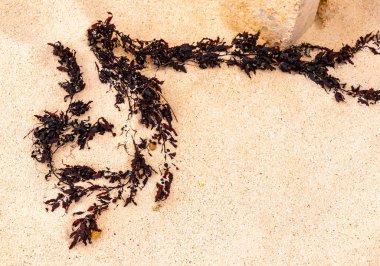 Sargassum on the beach sand in the caribbean in Playa del Carmen Quintana Roo Mexico. clipart