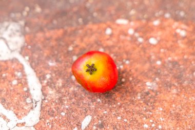 Playa del Carmen Quintana Roo Meksika 'daki Jamaika kirazı..
