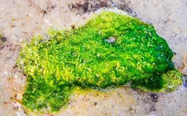 Playa del Carmen Quintana Roo Meksika 'daki tropik Karayip plajında turkuaz yeşil ve mavi sularda kayalar ve mercanlar..